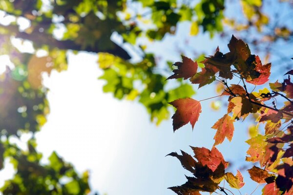 The nature of autumn. Autumn tree and leaves