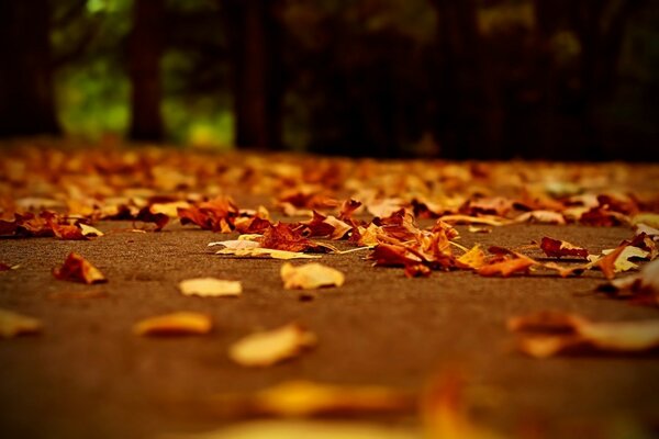 El otoño es hermoso cuando está seco