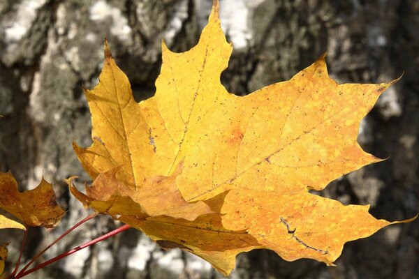 Hoja de arce canadiense real