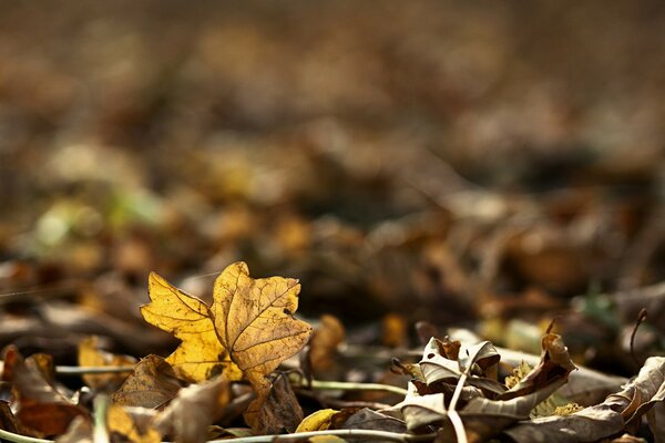 Herbstliches gelbes Ahornblatt auf dem Boden