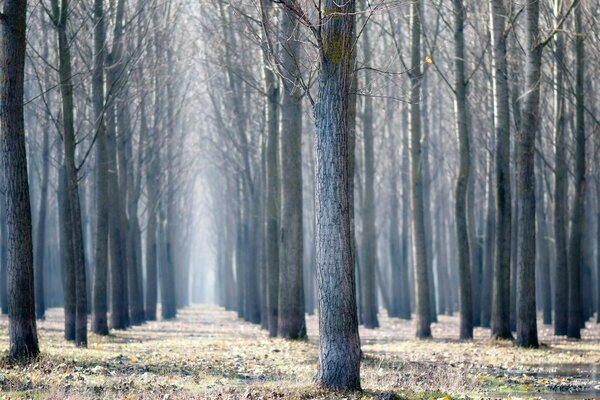 Autumn forest is preparing for winter