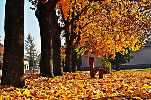 Die Ahornbäume stehen direkt in einer Reihe. Herbst