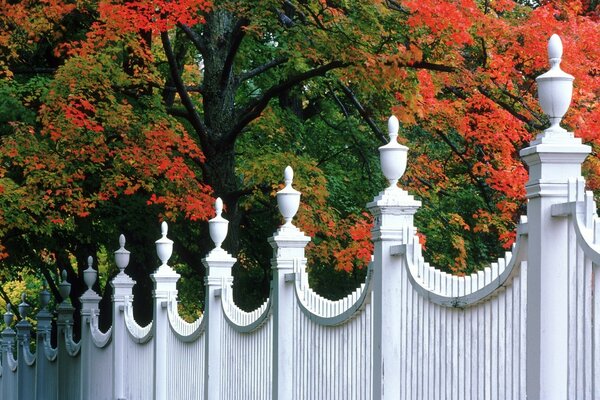 Autumn garden of trees