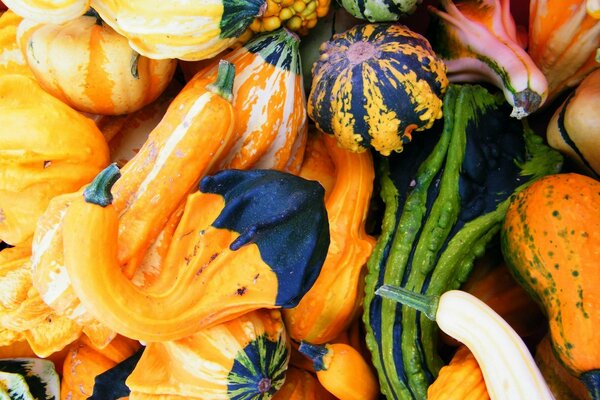 Autumn pumpkins, different pumpkins