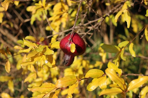 Rote Hagebuttenbeere auf dem Hintergrund der gelben Blätter