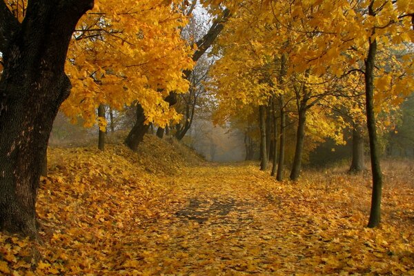 Golden carpet made of fallen leaves