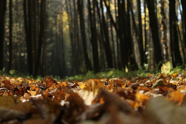 Herbstwald und gelbe Blätter auf dem Boden