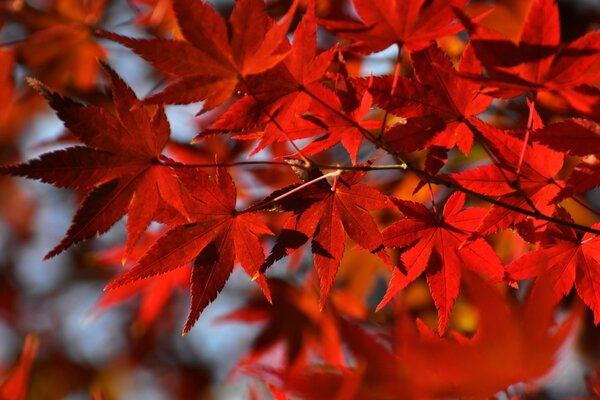 Das herbstliche Ahornblatt schmückte die Natur