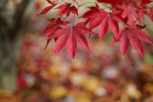 Red leaves on autumn trees