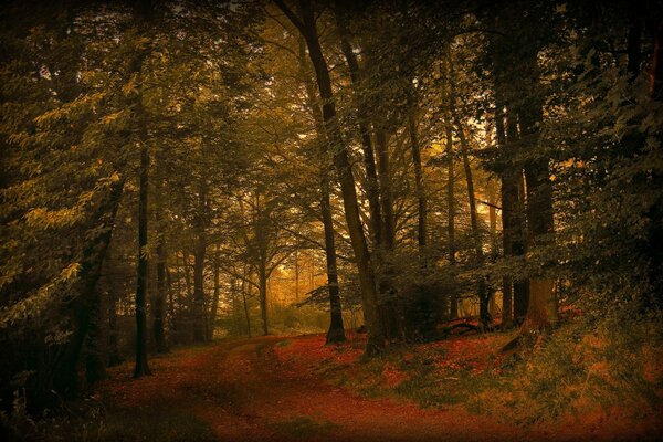 Autumn forest with tall trees