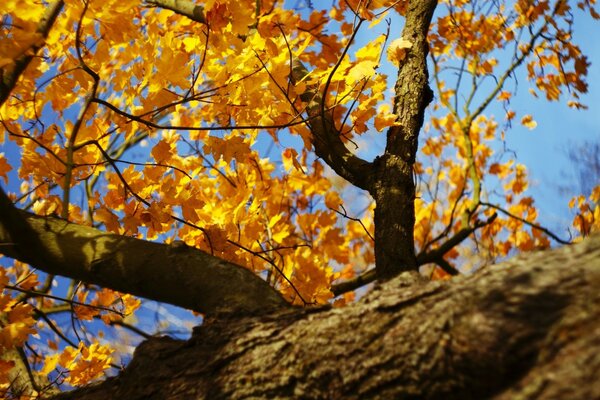 Autumn tree with yellow foliage