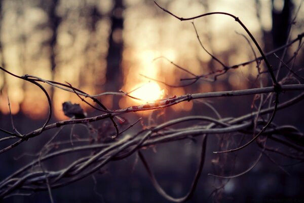 Autumn, dark cold forest