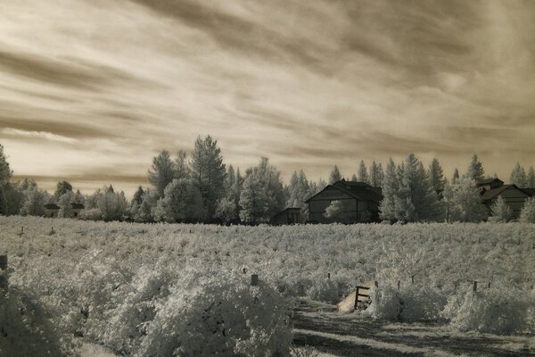 Landschaft. Schneebedeckte Feld im Hintergrund des Waldes