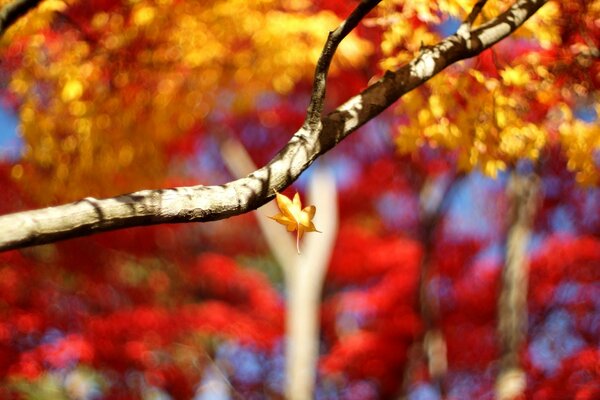 A falling leaf from an autumn tree