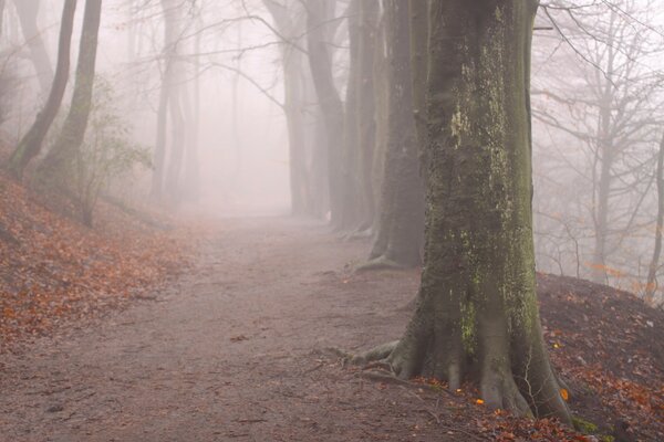 Sentiero autunnale nella foresta nebbiosa