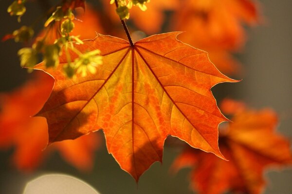 Grandes feuilles d érable orange et petites fleurs