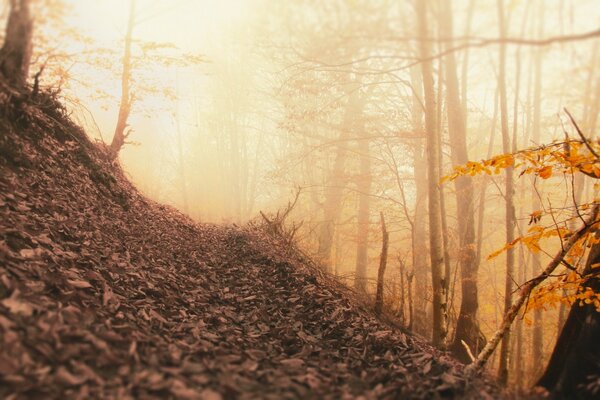 Herbstliche Landschaft der Natur. Herbstwald