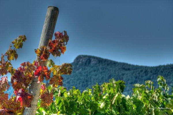 Autumn nature on the background of mountains, grape leaves