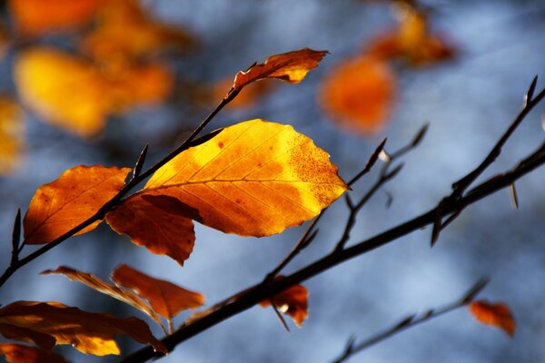 Blätter auf einem Ast eines Herbstbaums