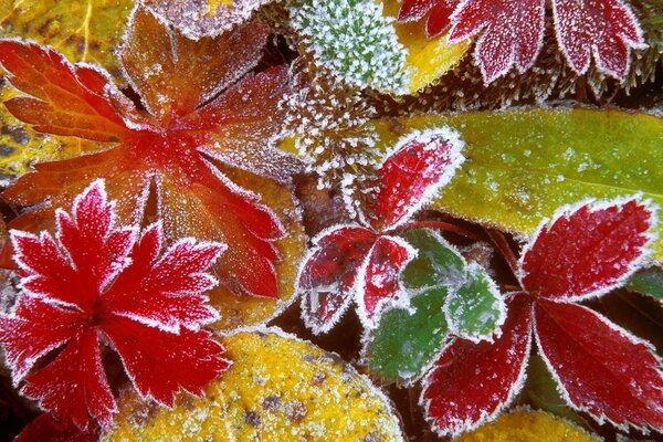 Die Blätter frieren ein, der Winter kommt zu spüren