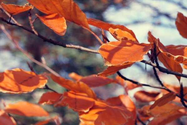 Blätter, die im Herbstwind gehalten werden