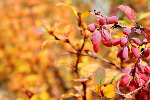 Die Jahreszeit der Natur ist Herbst. Blätter und Bäume