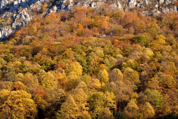 Paisaje del bosque de otoño vista desde arriba