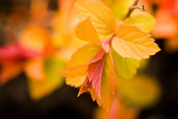 Belleza de otoño en todos los colores