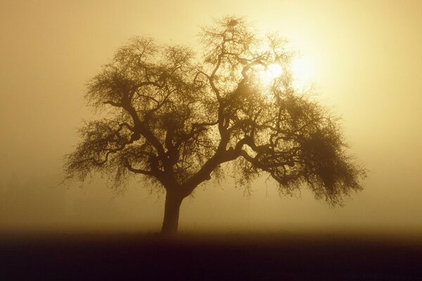 Neblige Landschaft mit einsamem Baum