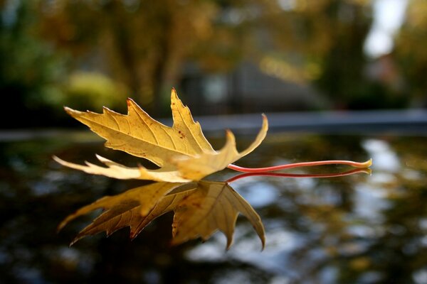 An image of an autumn leaf on a blurry background