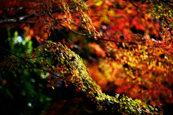 Golden autumn, colorful leaves