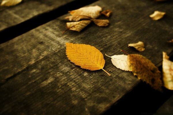 Golden leaves on a wooden staircase