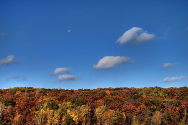 Cielo azul sobre el bosque de otoño