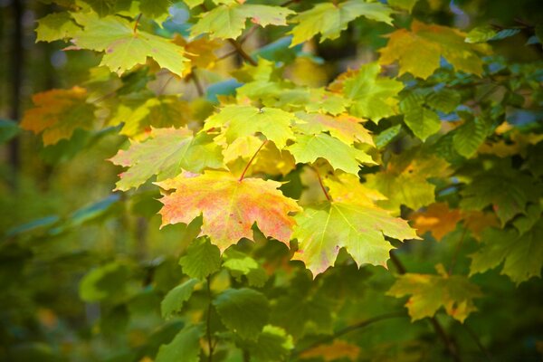 Schöne Natur, Ahorn Herbst Blätter