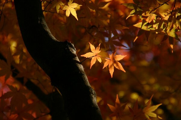 Autumn maple is simple and with style