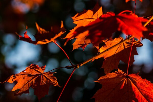 Autumn leaves are the best photos!