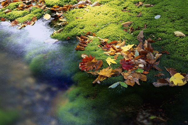 Hojas de otoño en la superficie del agua