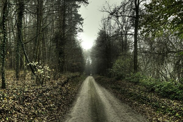 A road in the forest on an autumn landscape