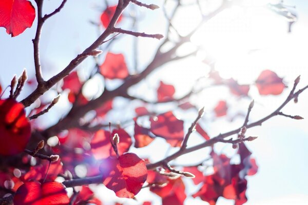 Feuilles rouges à l automne sur l arbre