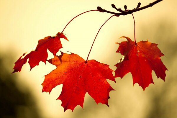 Red oak leaves close