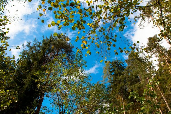 Im Herbst riecht es in der Natur nach Holz