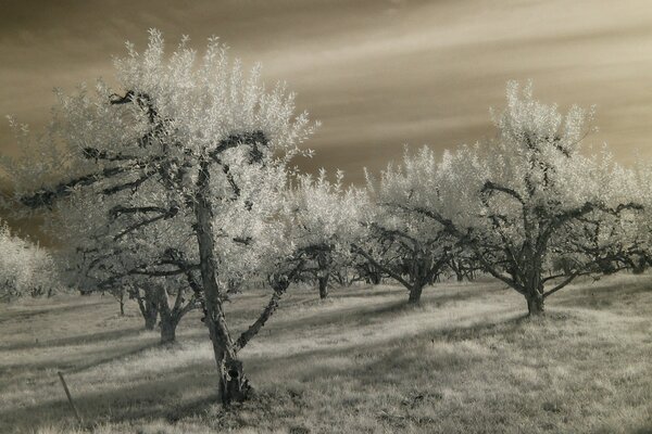 Paesaggio a infrarossi di alberi autunnali