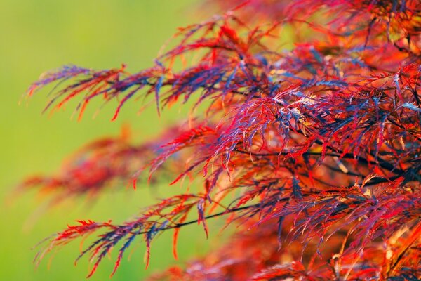 Die herbstliche Natur überrascht mit Farben