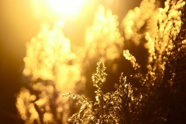 Blades of grass on the background of the rising sun