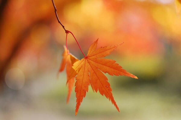 Hermosa naturaleza en forma de hoja de arce de otoño