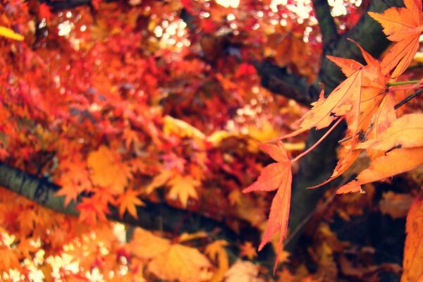 Toller Herbst und Ahorn