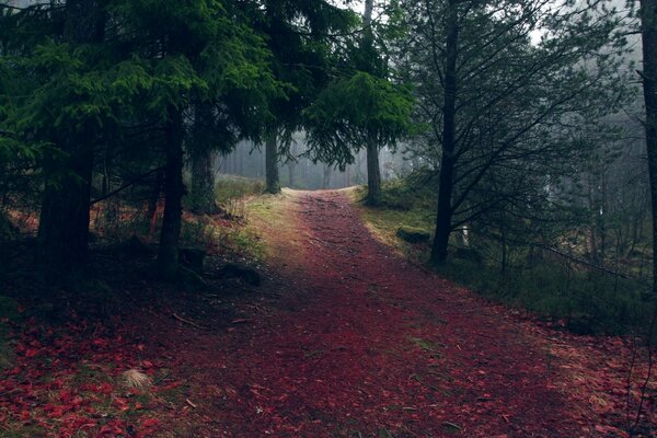 Herbstliche Landschaft der Straße mit Bäumen