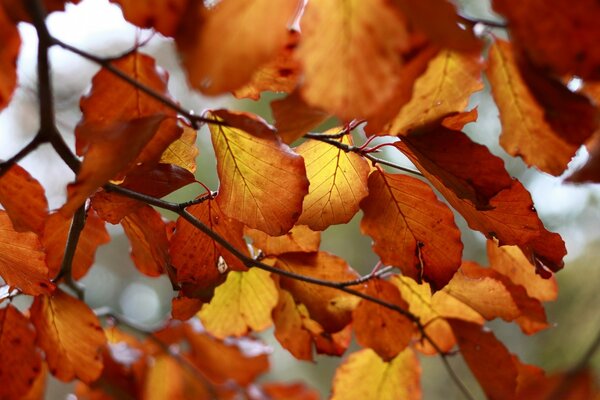 Bild von Herbstlaub in der Natur