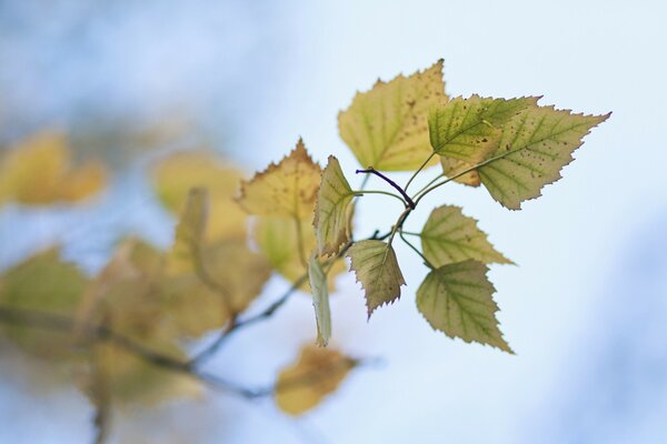 With the last of their strength, the leaves hold on to the branch