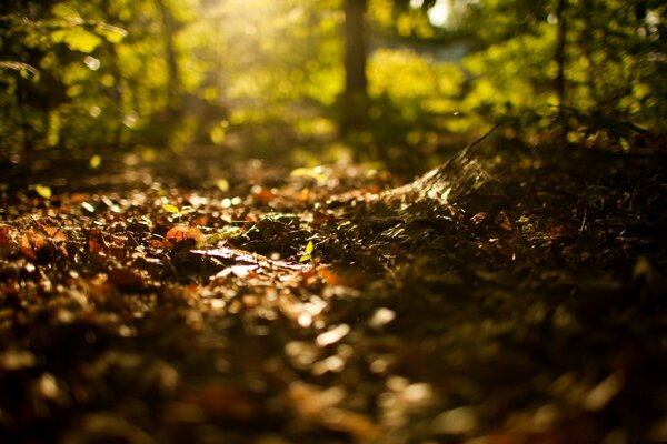 Paysage chaleureux et confortable de la forêt qui se prépare à dormir